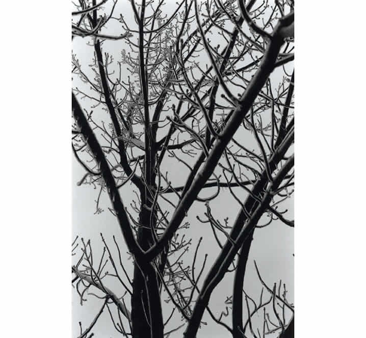 B&W images of tree during ice storm