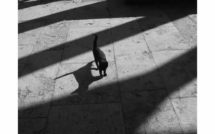 B&W photo of a cat with shadows